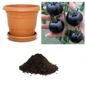 İthal Black Tomato Tohumu Ekim Seti - 1