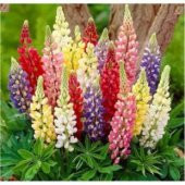 İthal Lupino Çiçeği Tohumu Ekim Seti - 5