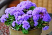 İthal Mavi Ageratum Çiçeği Tohumu Ekim Seti - 4