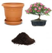 İthal Orkide Bonzai Ağacı Tohumu Ekim Seti thumbnail 1