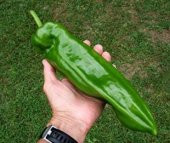 Nadir Tatlı Giand Marconi Biber Tohumu Ekim Seti - 4