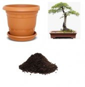 İthal Sarı Alıç Bonzai Ağacı Tohumu Ekim Seti thumbnail 1