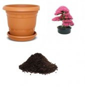 İthal Erguvan Bonzai Ağacı Tohumu Ekim Seti thumbnail 1