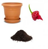 İthal Acı Akrep Biberi Tohumu Ekim Seti thumbnail 1