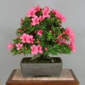 İthal Orkide Bonzai Ağacı Tohumu Ekim Seti thumbnail 3