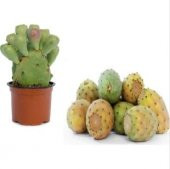 Nadir Papuç İncir Tohumu Ekim Seti - 2