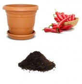 Adana Salçalık Biber Tohumu Ekim Seti thumbnail 1