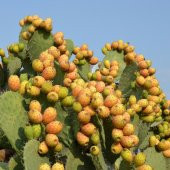 Nadir Dikenli İncir Tohumu Ekim Seti - 2