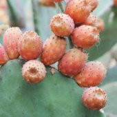 Nadir Papuç İncir Tohumu Ekim Seti - 3