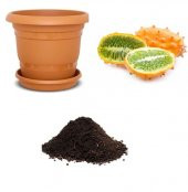 İthal Tropikal Boynuzlu Kavun Tohumu Ekim Seti thumbnail 1