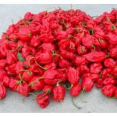 İthal Acı Akrep Biberi Tohumu Ekim Seti thumbnail 4