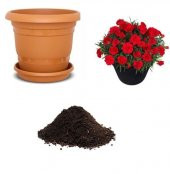 Kırmızı Karanfil Tohumu Ekim Seti - 1