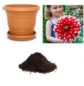 Karışık Dev Dahlia Çiçeği Tohumu Ekim Seti - 1