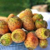 Nadir Papuç İncir Tohumu Ekim Seti - 4