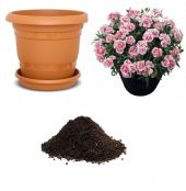 Karışık Çin Karanfili Tohumu Ekim Seti - 1