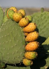 Nadir Dikenli İncir Tohumu Ekim Seti - 3