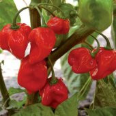 İthal Acı Scorpion Biber Tohumu Ekim Seti - 5