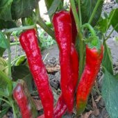 Adana Salçalık Biber Tohumu Ekim Seti thumbnail 4