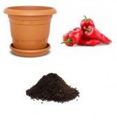 Közlemelik Biber Tohumu Ekim Seti thumbnail 1