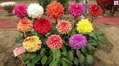 Karışık Dahlia Çiçeği Tohumu Ekim Seti - 3