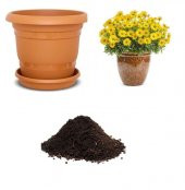 Sarı Papatya Tohumu Ekim Seti - 1