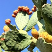 Nadir Dikenli İncir Tohumu Ekim Seti - 5