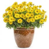 Sarı Papatya Tohumu Ekim Seti - 2