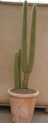 Nadir Peru Kaktüsü Tohumu Ekim Seti - 4