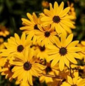 Sarı Papatya Tohumu Ekim Seti - 3