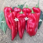 Közlemelik Biber Tohumu Ekim Seti thumbnail 4