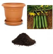 Meşhur Çengelköy Salatalık Tohumu Ekim Seti - 1