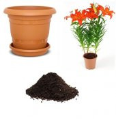 Nadir İthal Arpa Zambak Tohumu Ekim Seti - 1