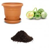 İthal Yeşil Dolmalık Patlıcan Tohumu Ekim Seti thumbnail 1