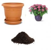 Karışık Meramlı Kız Çiçeği Tohumu Ekim Seti - 1