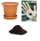 İthal Mini Thailand Dolmalık Patlıcan Tohumu Ekim Seti - 1