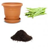 Demir Magnumax Fasulye Tohumu Ekim Seti thumbnail 1