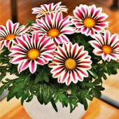 Karışık Meramlı Kız Çiçeği Tohumu Ekim Seti - 3