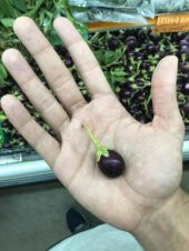 İthal Mini Thailand Dolmalık Patlıcan Tohumu Ekim Seti - 2