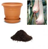 İthal Vietnam Süs Kabağı Tohumu Ekim Seti - 1