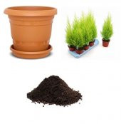 Nadir Limon Servi Ağacı Tohumu Ekim Seti - 1