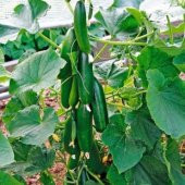 Meşhur Çengelköy Salatalık Tohumu Ekim Seti - 5