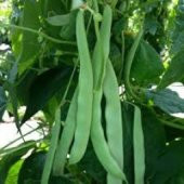 Demir Magnumax Fasulye Tohumu Ekim Seti thumbnail 3