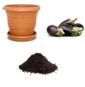 Antep Kurutmalık Patlıcan Tohumu Ekim Seti thumbnail 1