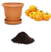 İthal Cherry Sarı Domates Tohumu Ekim Seti thumbnail 1