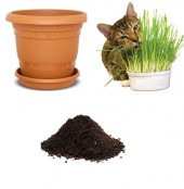 İthal Kedi Çimi Tohumu Ekim Seti - 1