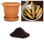 Nadir İthal Parmak Limon Tohumu Ekim Seti - 1