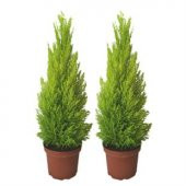 Nadir Limon Servi Ağacı Tohumu Ekim Seti - 4