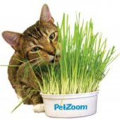İthal Kedi Çimi Tohumu Ekim Seti - 2