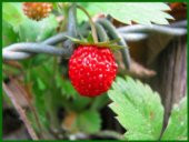 Yayılıcı Dağ Çileği Tohumu Ekim Seti - 5