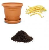 Nadir İthal Thailand Sarı Fasulye Tohumu Ekim Seti - 1